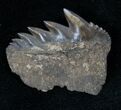 Fossil Cow Shark (Notorynchus) Tooth - South Carolina #12912-1